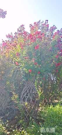 6.5公分造型紫薇