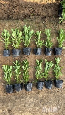 高度15厘米黄金菊