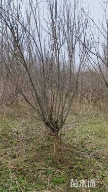 高度300厘米花石榴