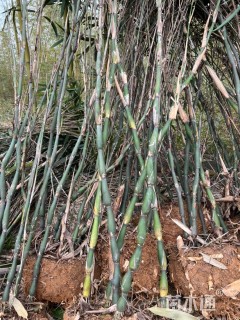 地栽苗辣韭矢竹