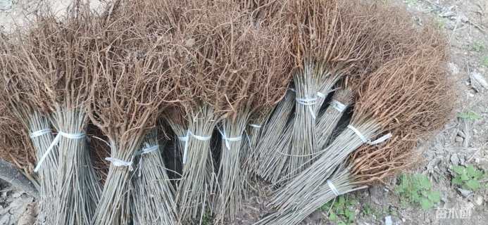 高度40厘米紫穗槐