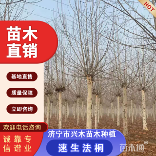 15公分速生法桐