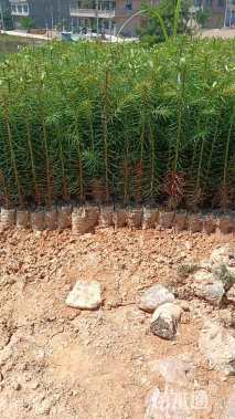 高度20厘米马尾松