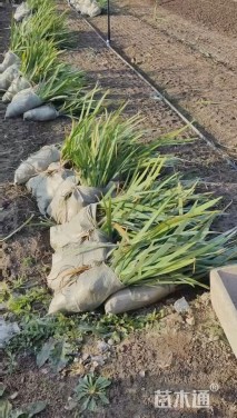 高度35厘米鸢尾