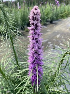 高度80厘米蛇鞭菊