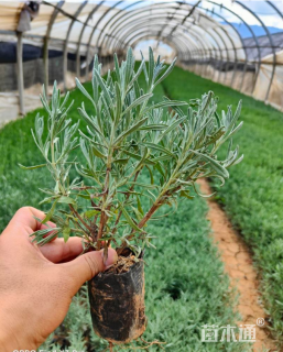 高度25厘米薰衣草