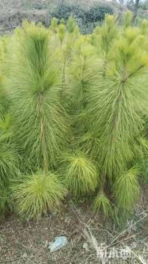 高度30厘米油松