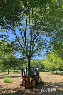 19公分速生国槐