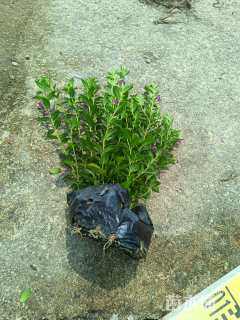 高度18厘米细叶萼距花