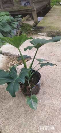 高度20厘米春羽