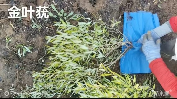 高度40厘米金叶莸