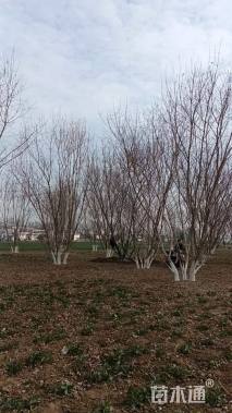 高度900厘米丛生五角枫