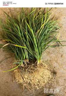 高度20厘米中叶麦冬