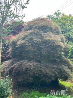 高度230厘米羽毛枫