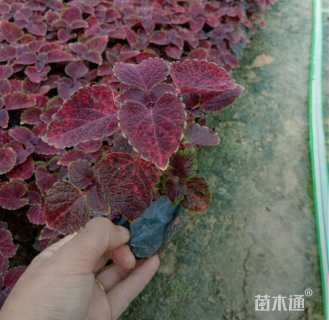 高度25厘米彩叶草