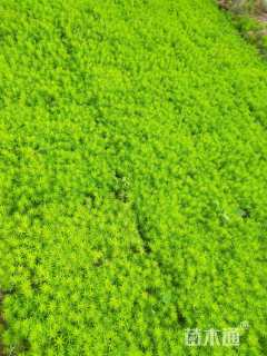 高度5厘米金叶佛甲草