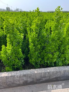 高度190厘米北海道黄杨