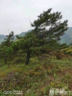 12公分造型黑松