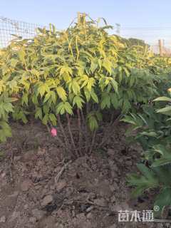 高度70厘米牡丹