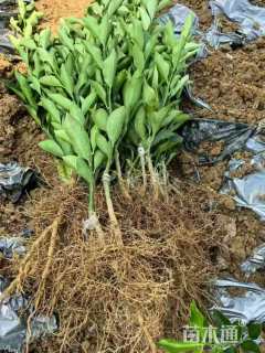 高度45厘米金桔