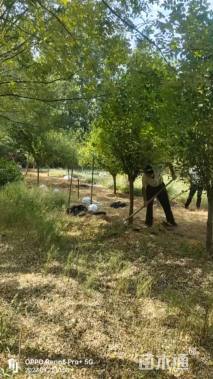 高度300厘米木槿