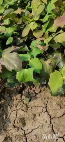 高度10厘米阔叶十大功劳