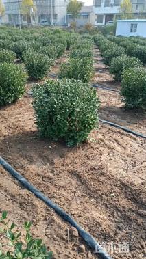 冠幅60厘米卫矛球