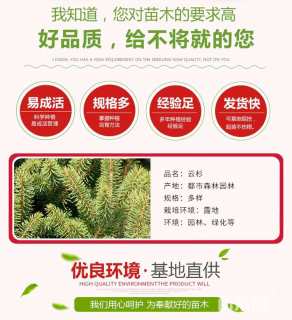 高度250厘米云杉