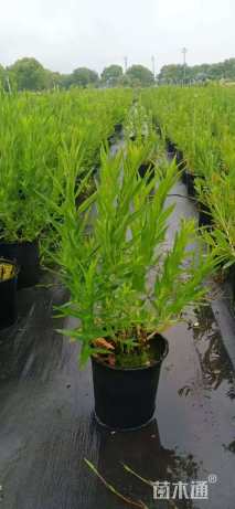 高度60厘米千屈菜