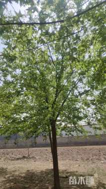 15公分美国红枫