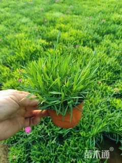 高度15厘米欧石竹