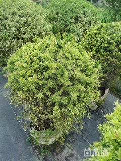 高度35厘米小丑火棘球