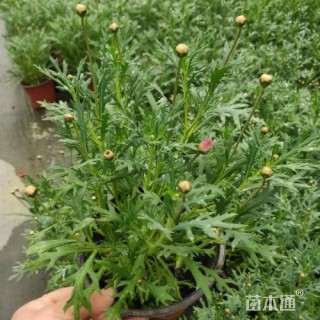 高度20厘米玛格丽特花