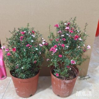 高度45厘米澳洲茶