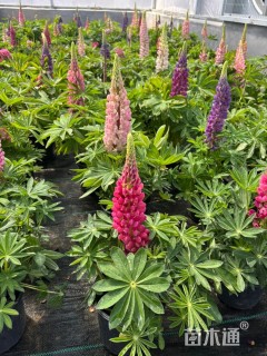 高度25厘米羽扇豆