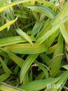 地栽苗菲黄竹