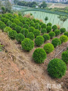 高度100厘米非洲茉莉球
