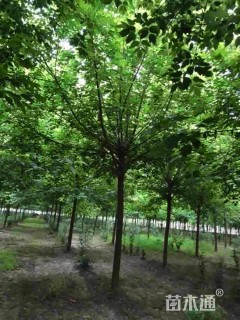 12公分复叶槭