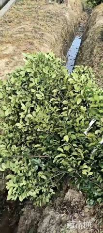 高度250厘米含笑