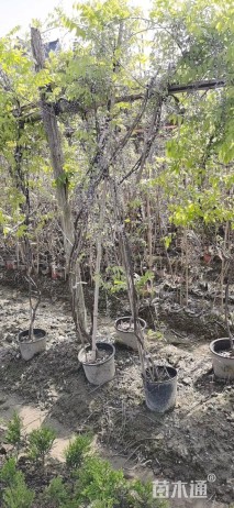 主蔓长80厘米多花紫藤