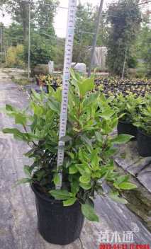 高度30厘米欧洲荚蒾