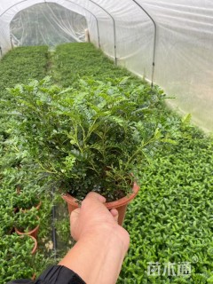 高度30厘米胡椒木