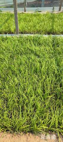 高度15厘米麦冬