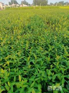 高度70厘米卫矛