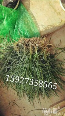 高度15厘米细叶麦冬草