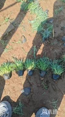 高度20厘米常夏石竹