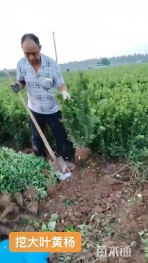 高度60厘米大叶黄杨