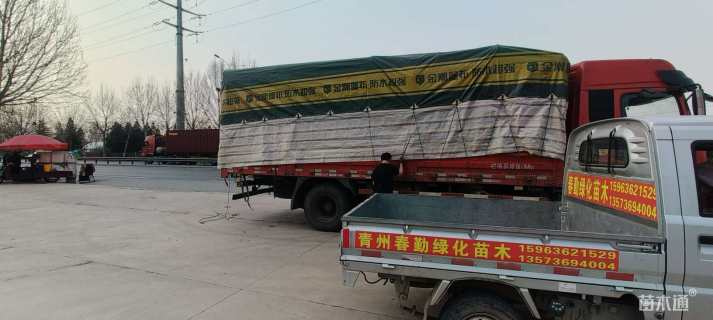 高度25厘米翠芦莉