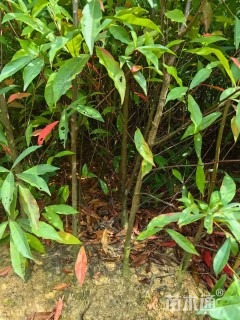 高度60厘米杜英小苗