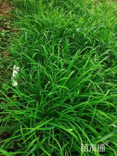 高度5厘米虎耳草